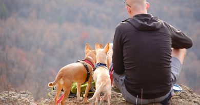 Dog camping accessories