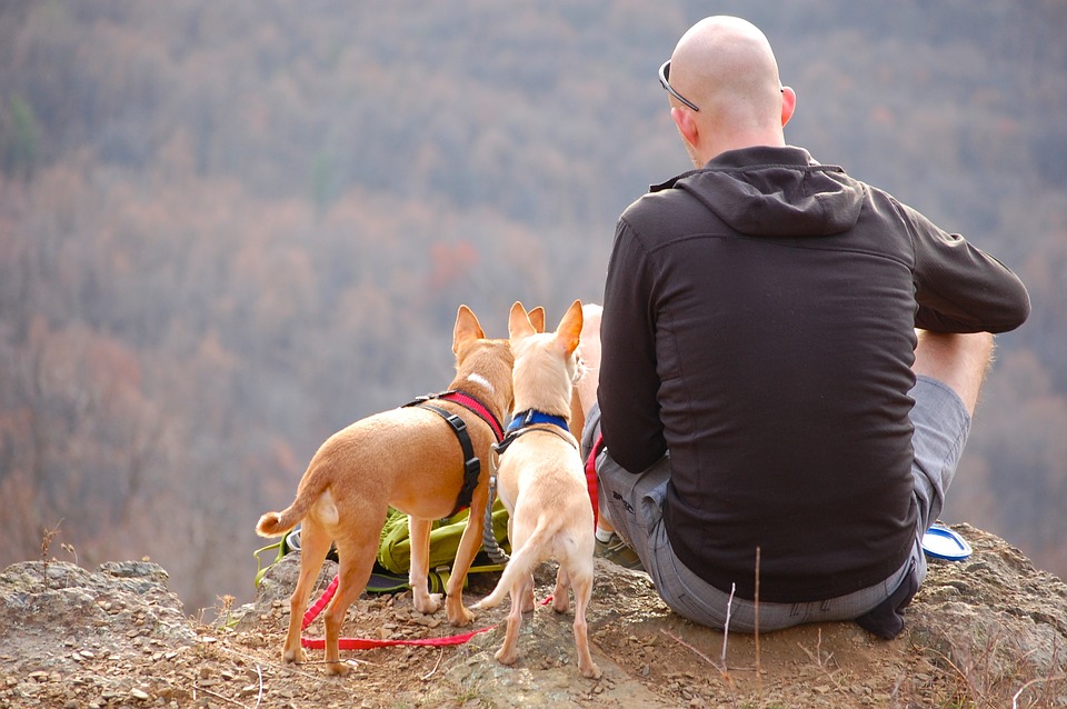 5 Essential Dog Camping Accessories